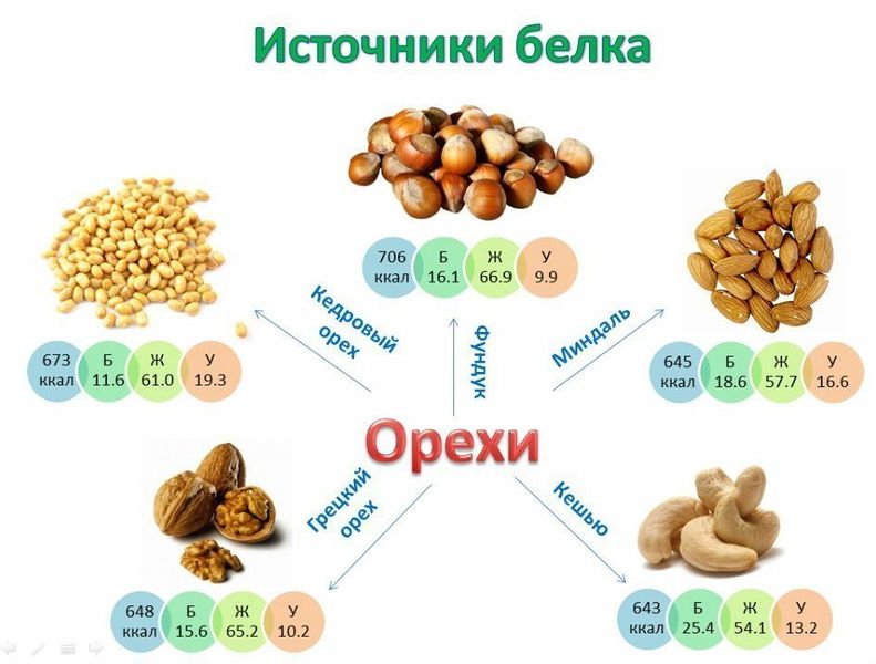 Орехи как источник белка