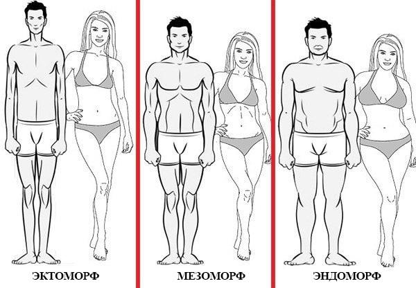 Типы телосложений