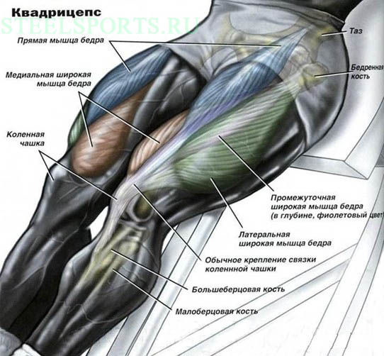 Упражнения на бицепс бедра Anatomiya kvadritsepsa