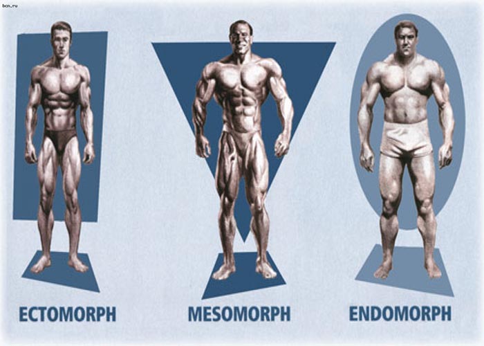 3 типа телосложения teloslozhenie