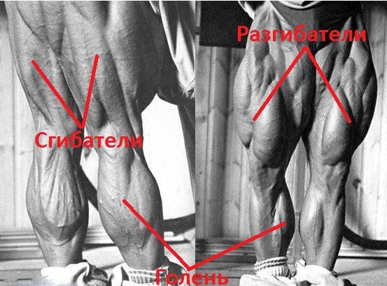 Бодибилдинг: анатомия ног: квадрицпс, бицепс бедра, голени