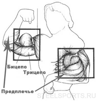 Тренировка рук на массу Anatomiya ruk